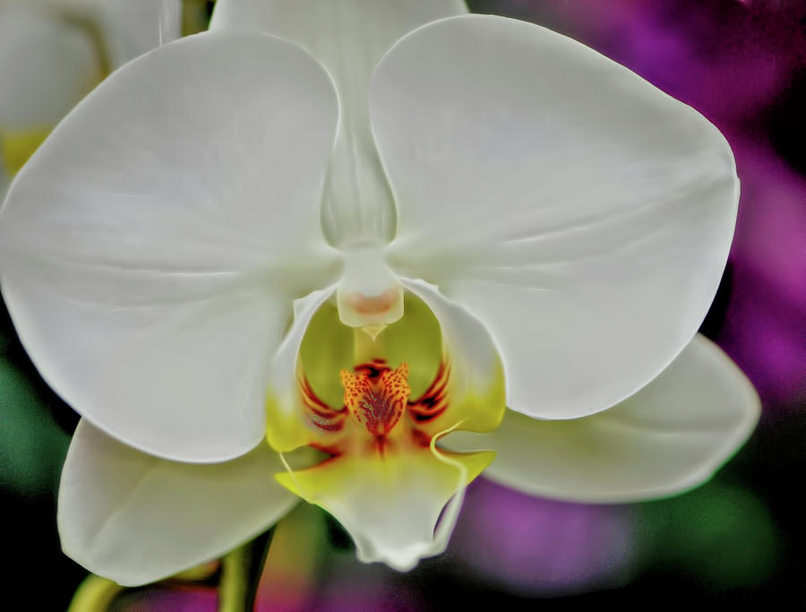 White orchid Photograph by Cordia Murphy