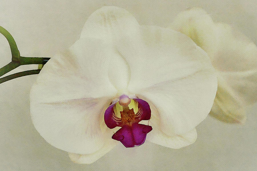 White Orchid Flower Close Up Digital Art by Gaby Ethington