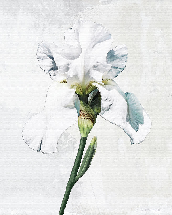 Iris Painting - White Iris Flower Floral Art by Sharon Cummings
