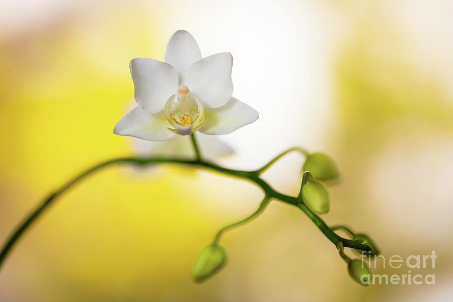White Orchid Flower Photograph by Raul Rodriguez