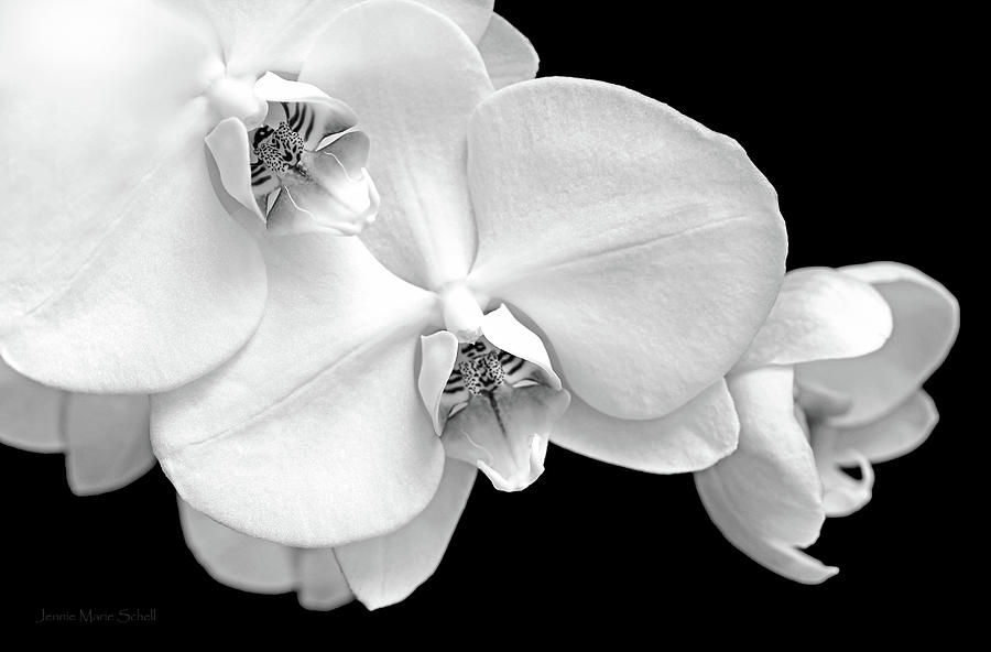 White Orchid Flowers Phalaenopsis Macro Black and White Photograph by Jennie Marie Schell