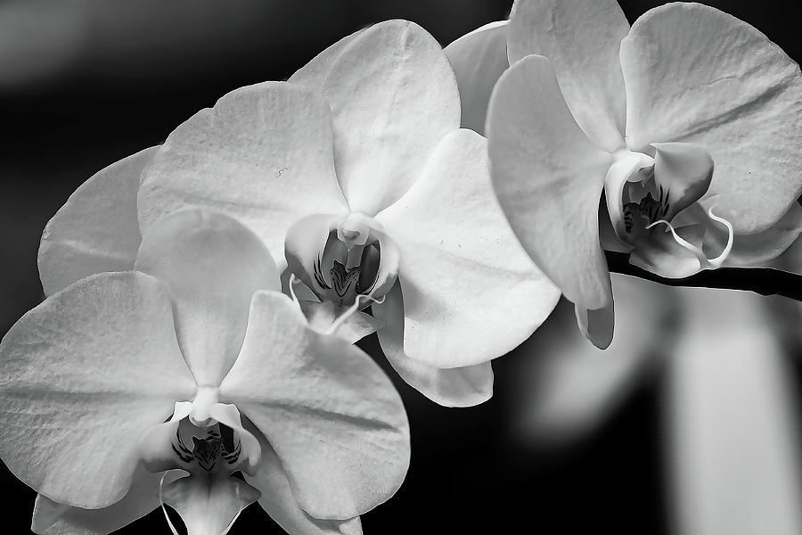 White Orchid in Black and White Photograph by Pete Federico - Fine Art ...