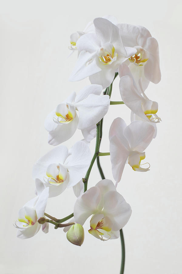 White Orchid in Color Photograph by Gina Cinardo