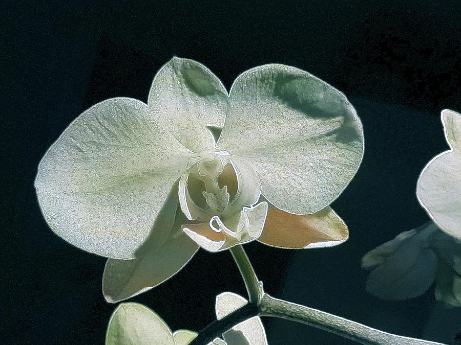 White Orchid in Green Photograph by Corinne Carroll