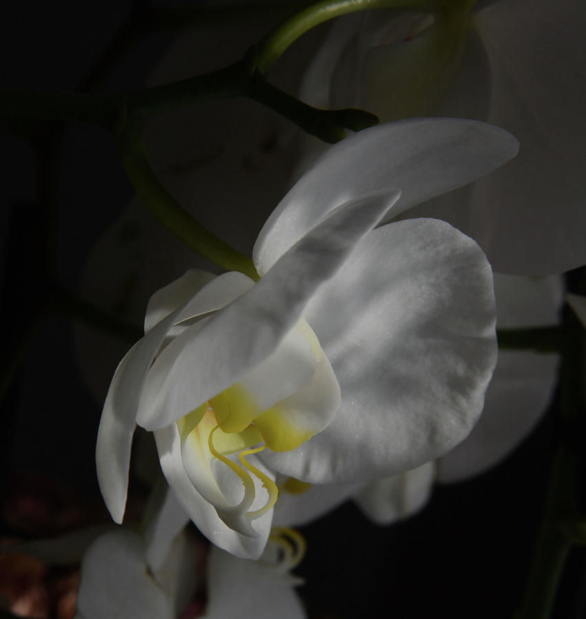 White Orchid in Morning Sun Photograph by Whispering Peaks Photography