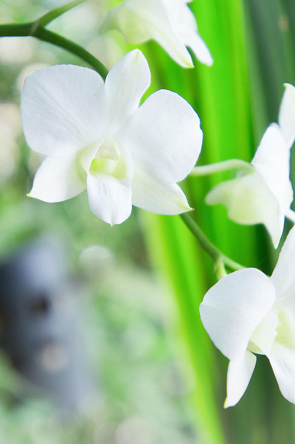 White Orchid  In The Garden Background With Bokeh Style Photograph by AboutnuyLove