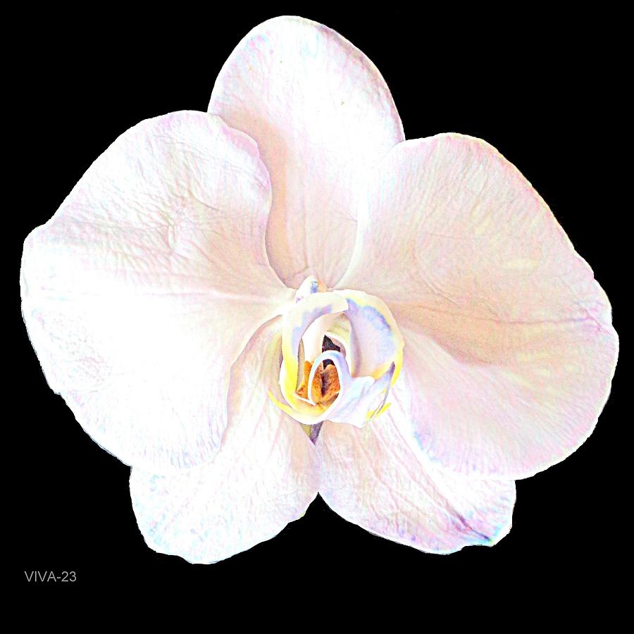 White Orchid  Intimacy Photograph by VIVA Anderson