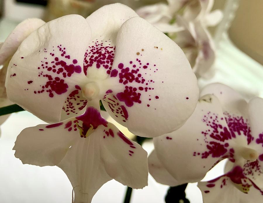White Orchid Photograph