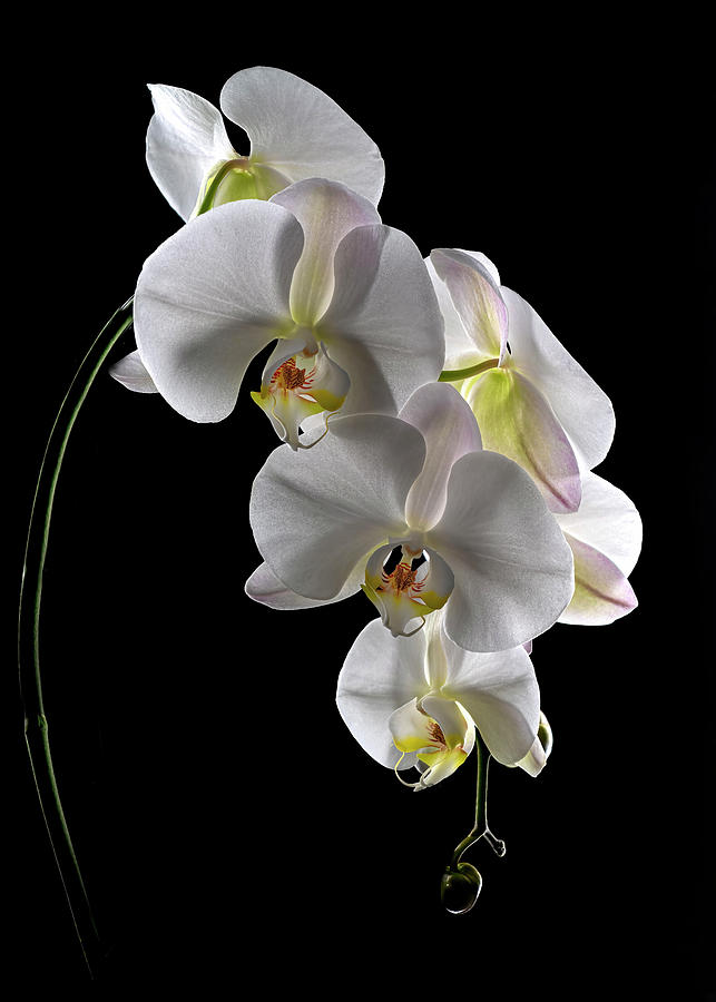 White Orchid Photograph by Lily Malor
