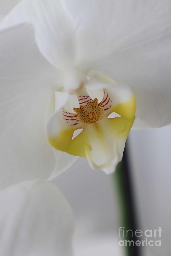 Orchid Photograph - White Orchid Macro by Mary Deal
