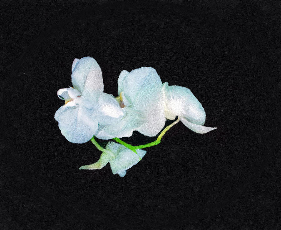 White Orchid on Black Photograph by Diane Lindon Coy
