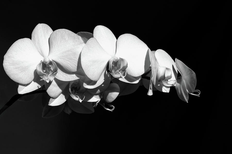 White Orchid Phalaenopsis Amabilis Flower Petal Photograph by John ...