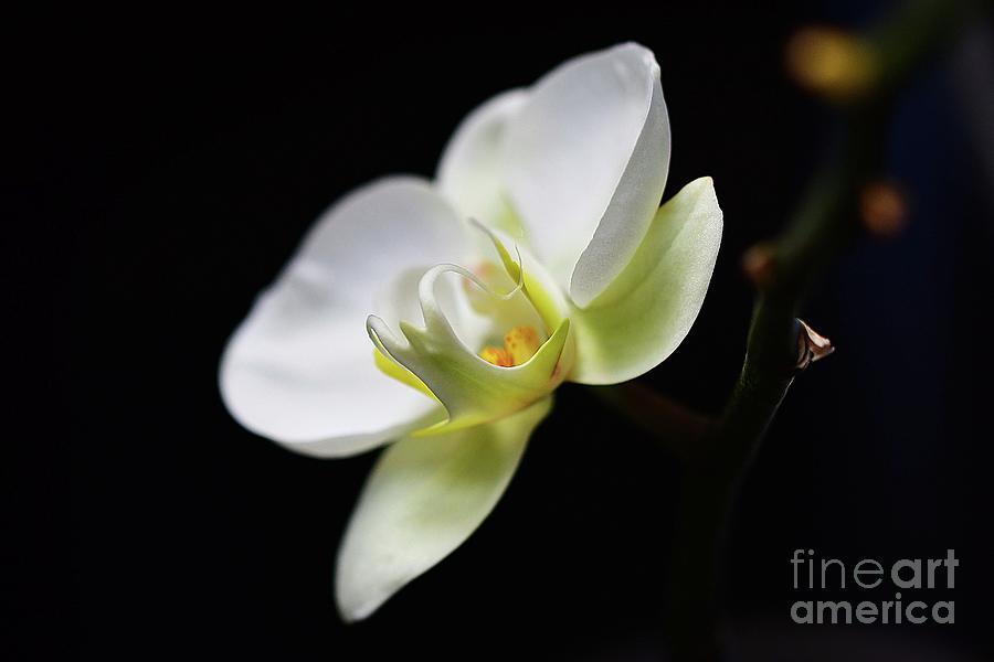 White Orchid Profile Photograph by Cindy Manero
