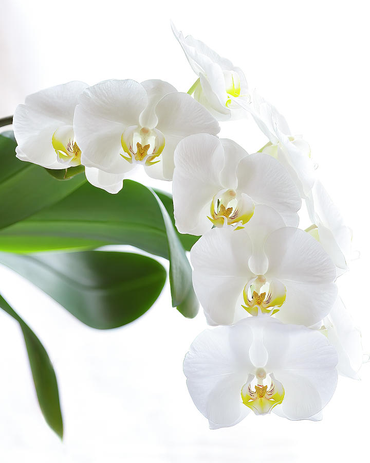 White Orchid Photograph by Terri Schaffer - Lifes Color