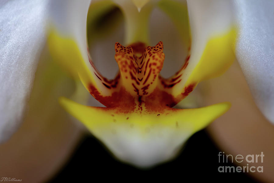 White Orchid Photograph by Theresa D Williams