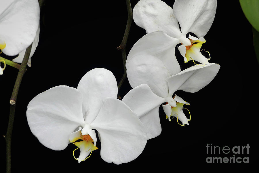 White Orchid Trio Photograph by Amy Dundon