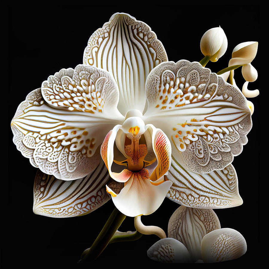 White Orchid V - Majestic Orchids Collection Digital Art by Lily Malor
