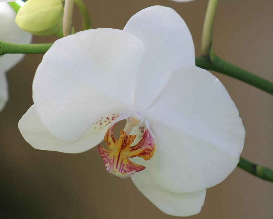 White Orchid Photograph by Yvonne M Smith