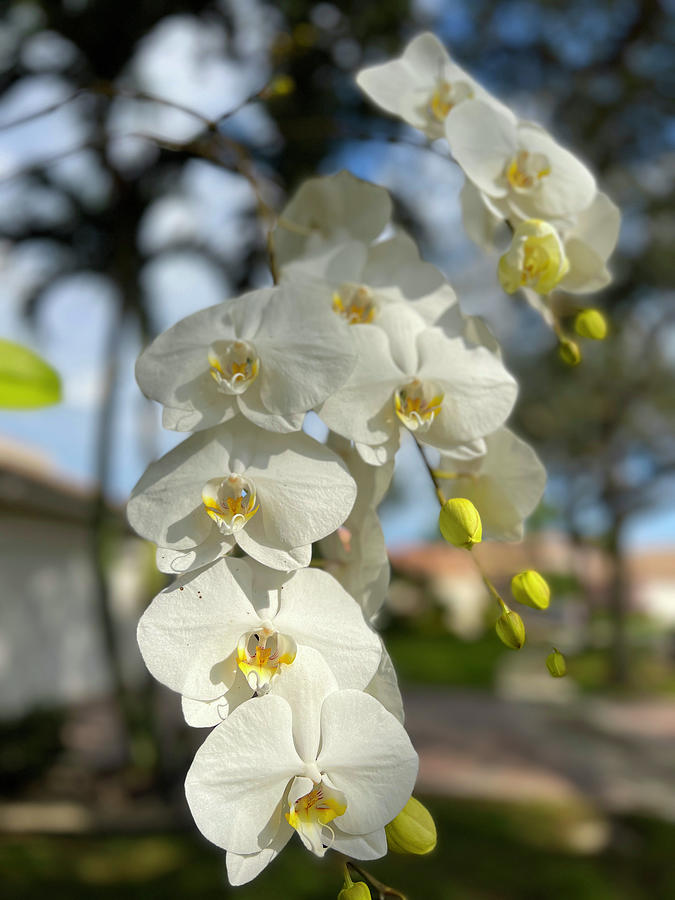 White Orchid With Yellow Photograph by Karen Zuk Rosenblatt