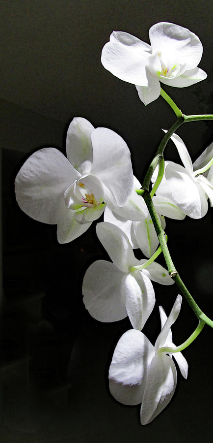 White Orchids 404 Photograph by Corinne Carroll