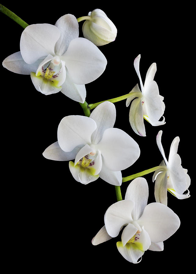 White Orchids Photograph by Elvira Peretsman