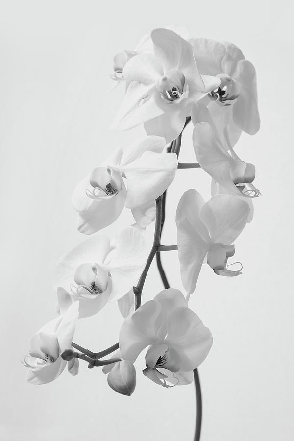 White Orchids Photograph by Gina Cinardo