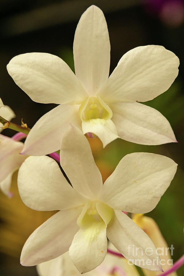 Orchid Photograph - White Orchids in a Kauai Garden by Nancy Gleason
