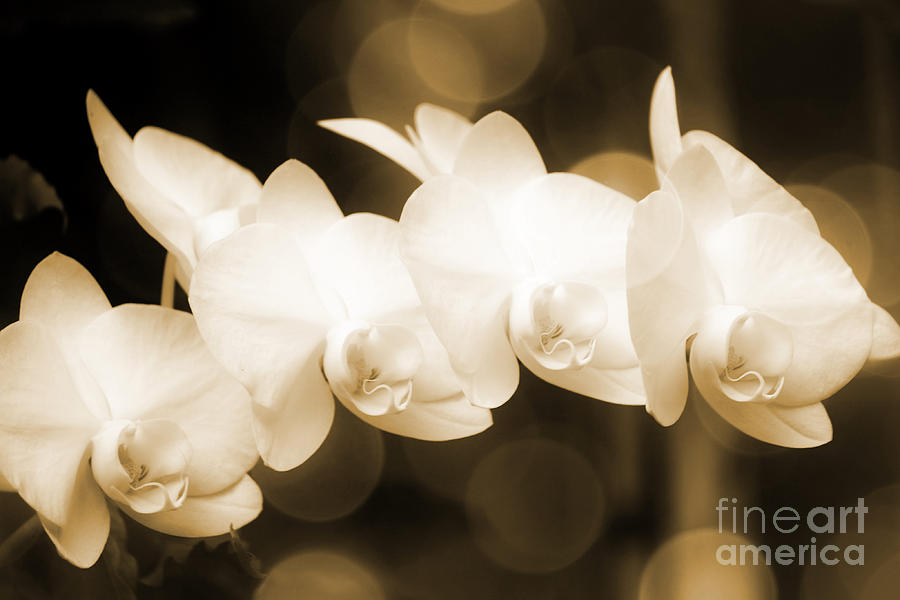 White Orchids in Sepia Photograph by Carol Groenen