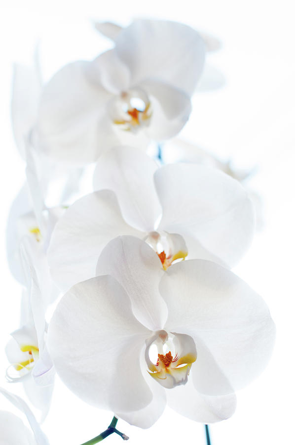 White Orchids Photograph by Naomi Maya