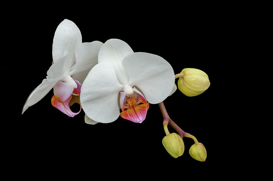 White Orchids on Black Photograph by Cate Franklyn