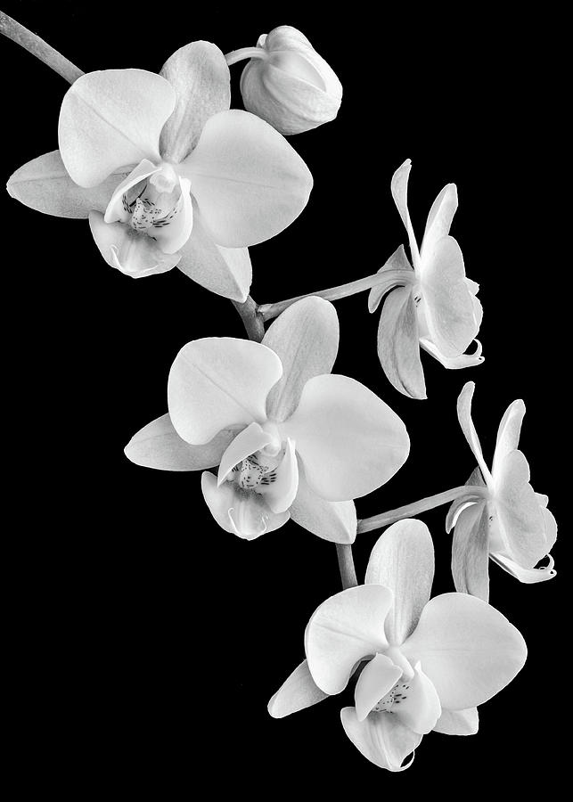 White Orchids on Black Photograph by Elvira Peretsman