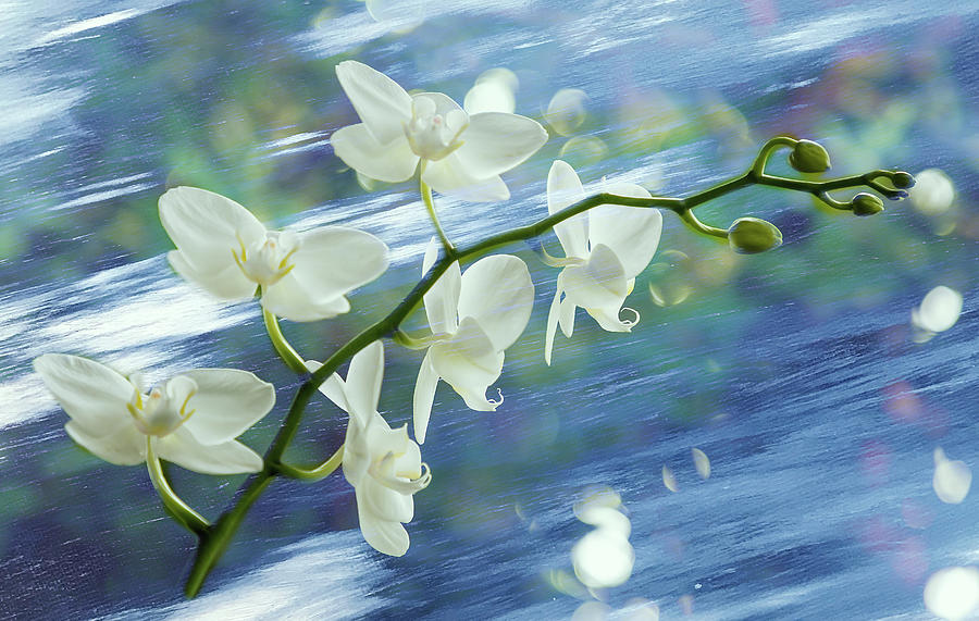 White Orchids on the Move Photograph by Cate Franklyn