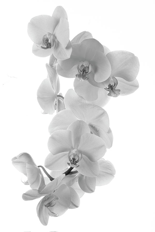White Orchids on White Photograph by Lily Malor