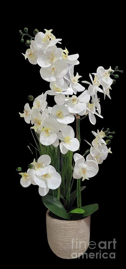 White Orchids Plant Photograph by Jeannie Rhode