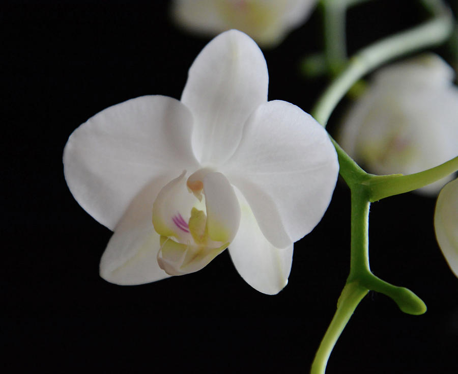 White Orchids Photograph by Whispering Peaks Photography