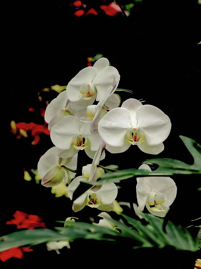  White Orchids with green leaves on a black background  Photograph by Alex Lyubar