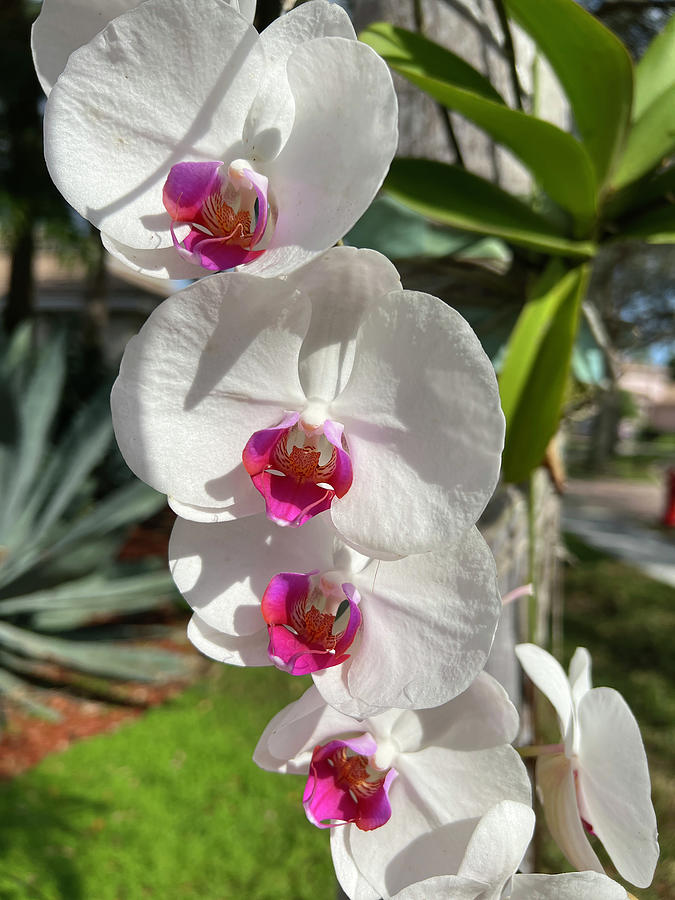 White Orchids With Pink Photograph by Karen Zuk Rosenblatt