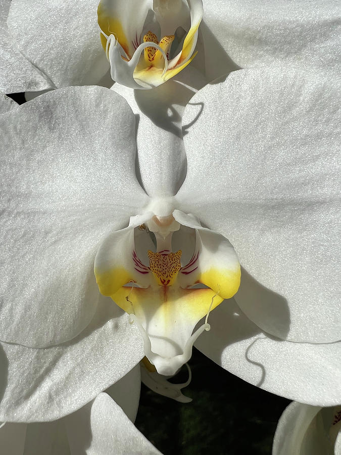 White Orchids Yellow Center Photograph by Karen Zuk Rosenblatt