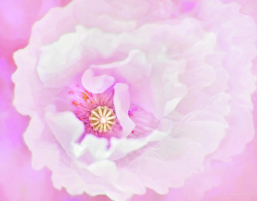 White Oriental Poppy Pop of Pink Photograph by Jennie Marie Schell