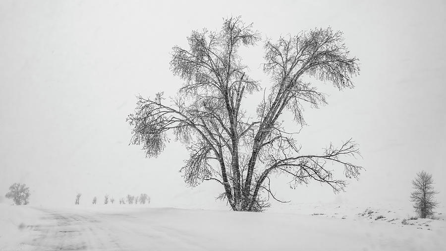 White Out, Winter in Grand Teton National Park Photograph by Marcy Wielfaert