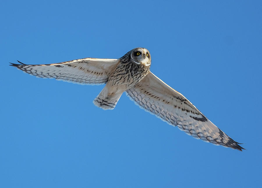 White Owl Flying Photograph