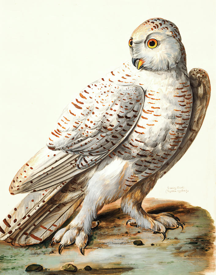 White Owl Painting by Long Shot