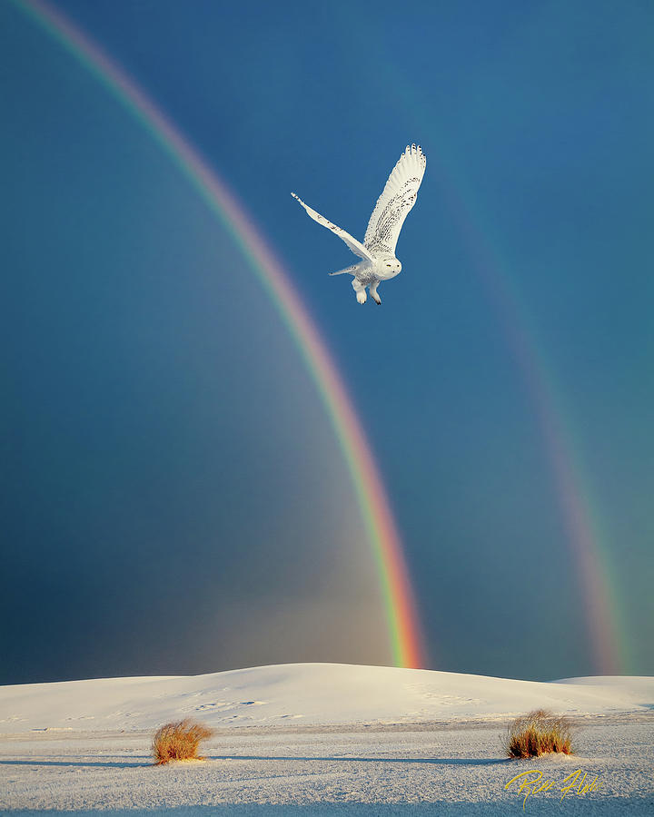 White Owl over White Sands Photograph by Rikk Flohr