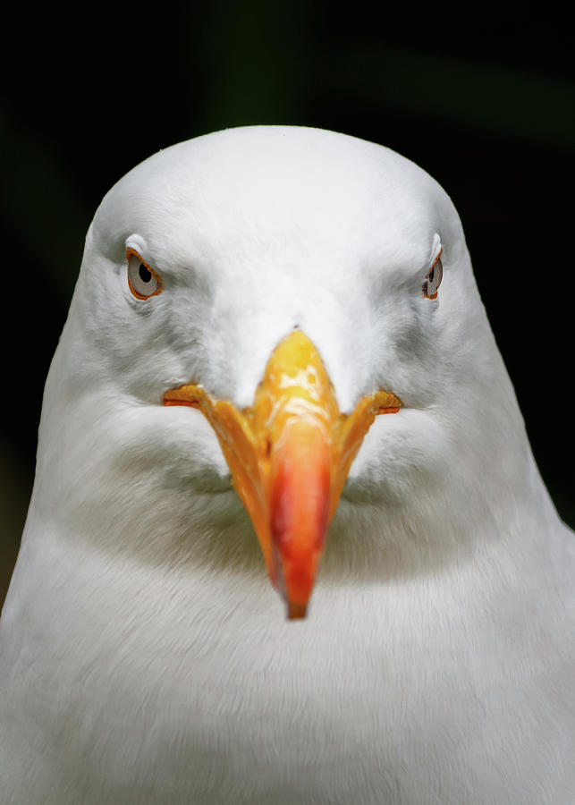 White pacific seagull head portrait Photograph by Rick Deacon