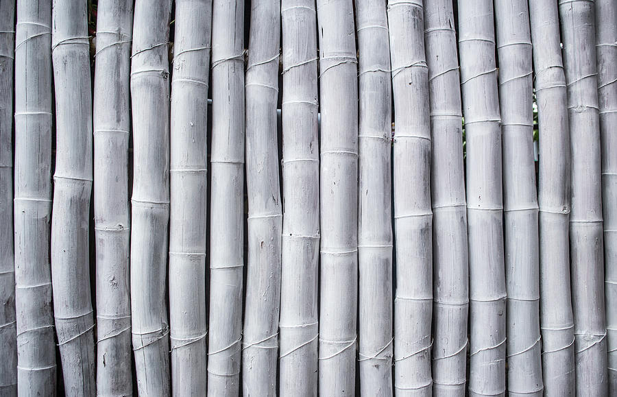 White painted bamboo sticks Photograph by Lauren Squire - Pixels