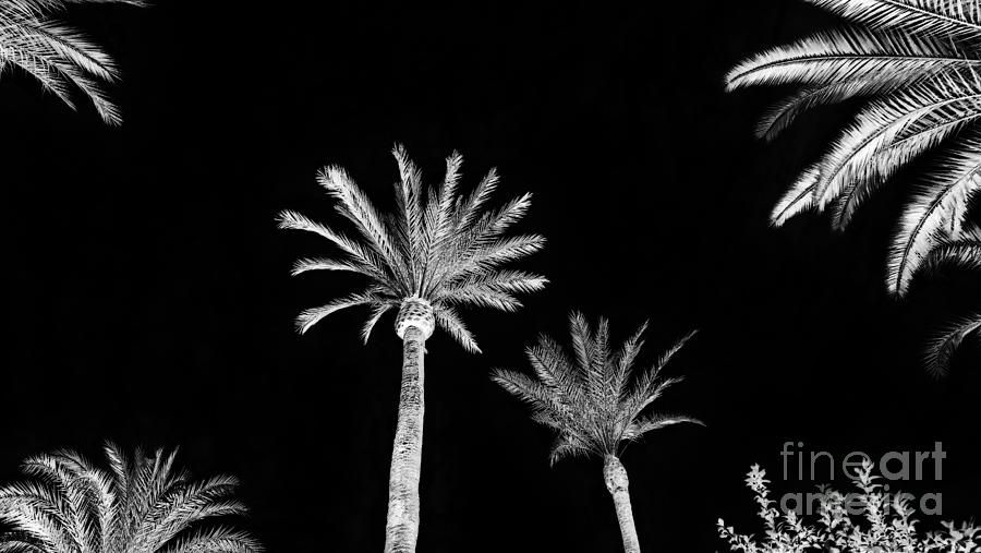 White Palms On Black Photograph