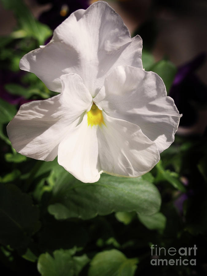 White Pansy x230329-040 Photograph by Dorothy Lee