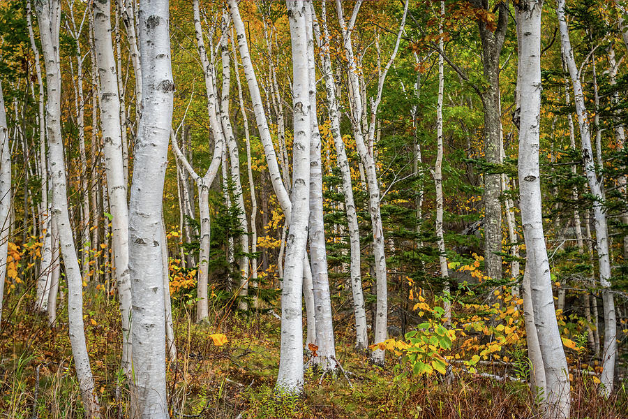 White Paper Woods Photograph by Kelly VanDellen