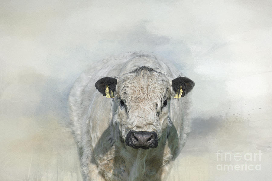 Cow Mixed Media - White Park Galloway Cow 01 by Elisabeth Lucas