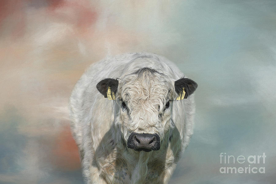 Cow Digital Art - White Park Galloway Cow 03 by Elisabeth Lucas